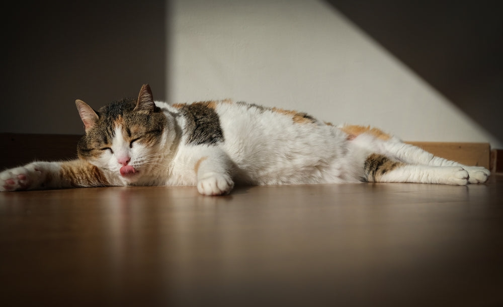 Feline Endomyocardial Diseases: Vet Guide 2025 🐱❤️‍🩹🔬