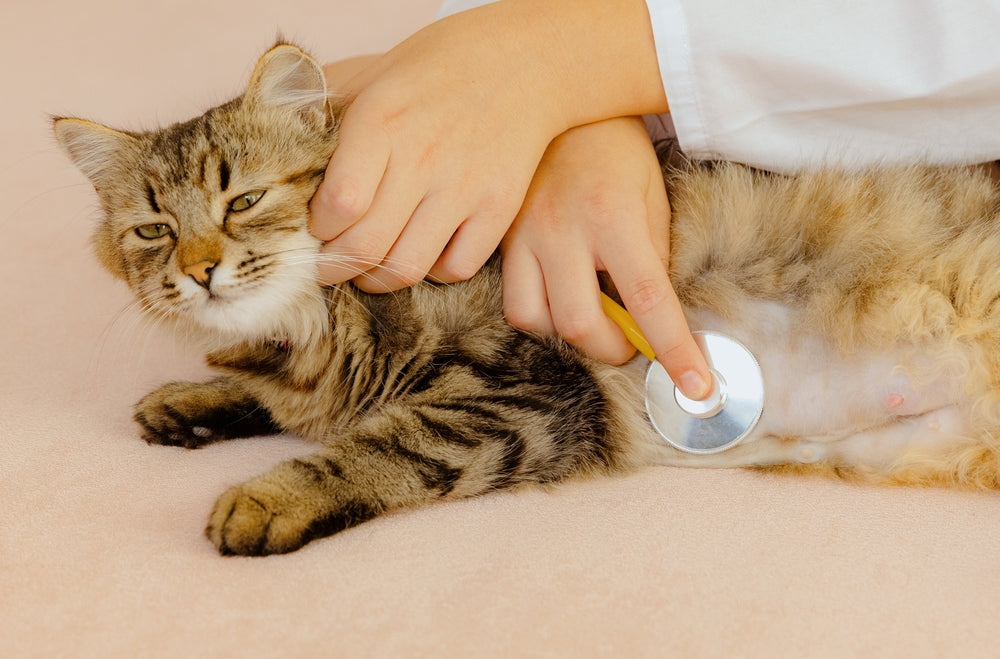 Feline First-Degree AV Block: Vet Guide 2025 🐱⚡🩺