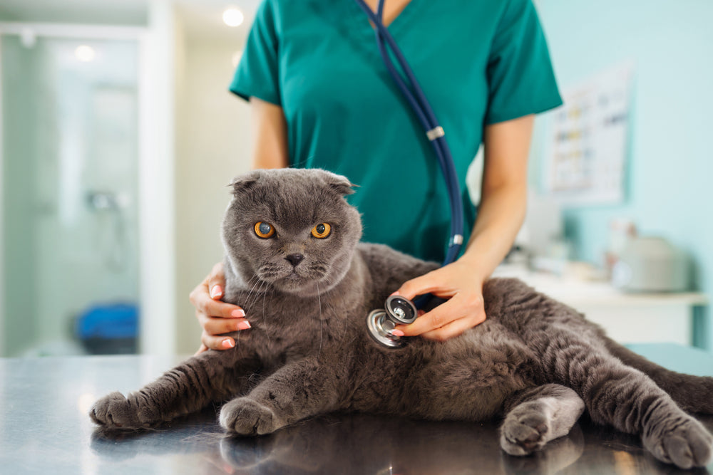 Feline Heart Disease: Comprehensive Vet Guide 2025 🐱💓🩺
