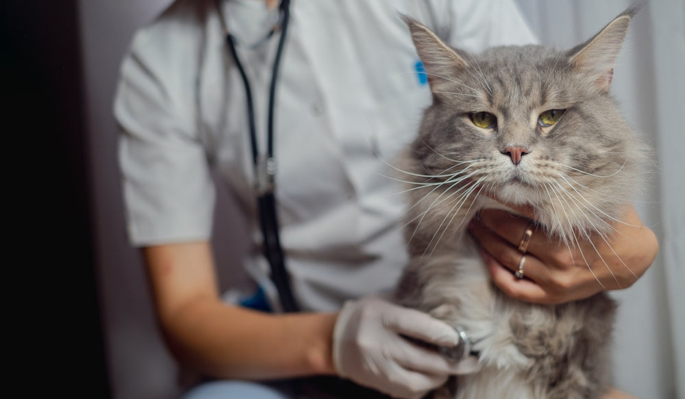 Feline Heart Failure in Cats: Vet Guide 2025 🐱💔🏥