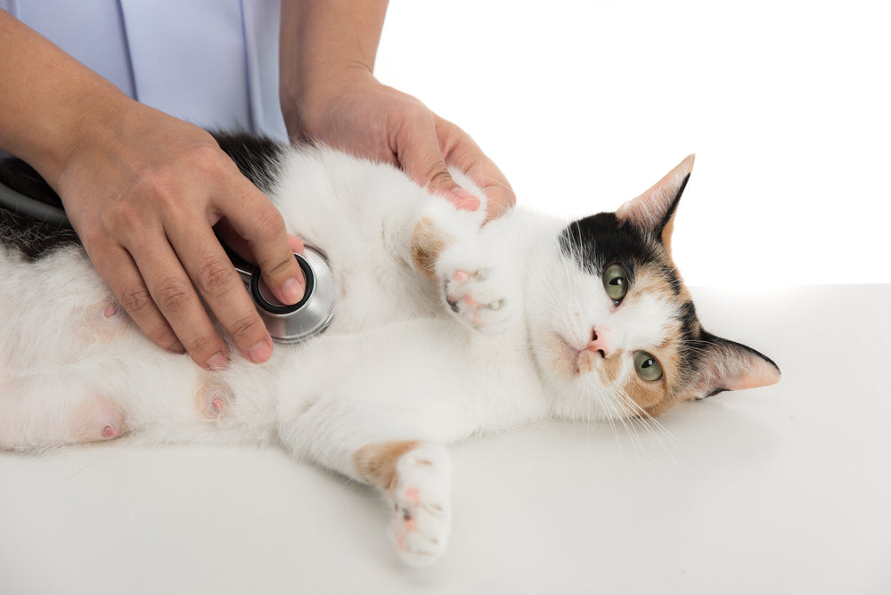 Feline Heart Murmurs: Vet Guide 2025 🐱🩺🔍