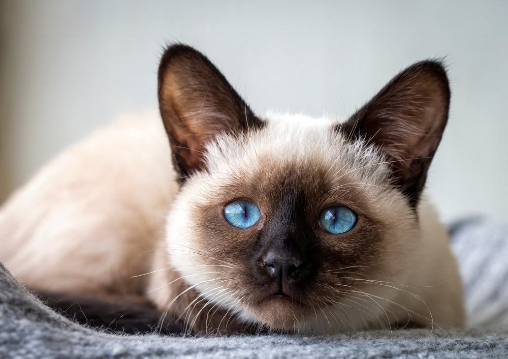 Feline Heartworm Disease: Vet Guide 2025 🐱🩺🐛