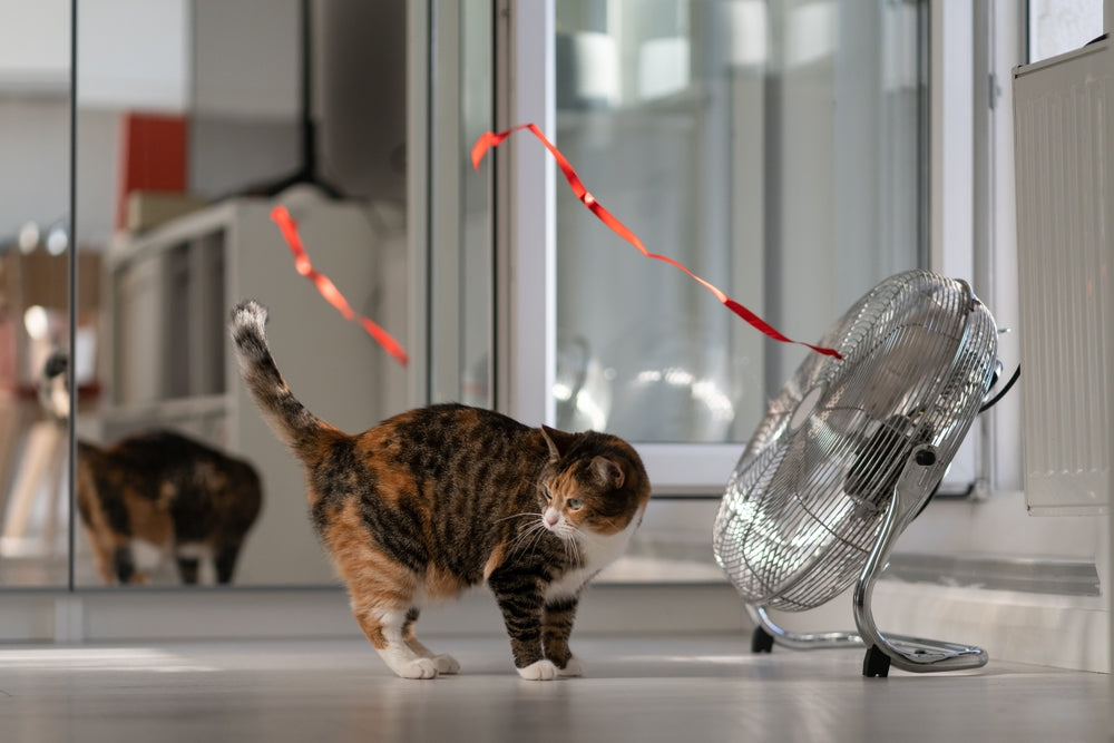 Feline Heatstroke: Vet Guide 2025 🐱🔥