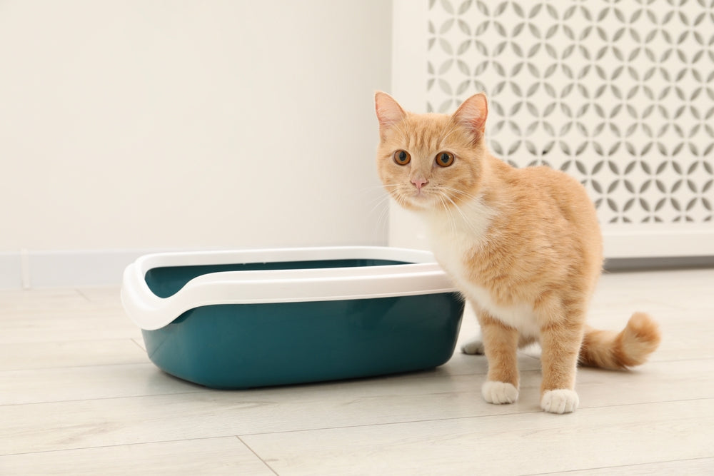 Feline Hemoglobinuria & Myoglobinuria: Vet Guide 2025 🐱🩺💧