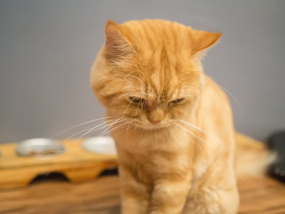 Feline Hepatic Lipidosis: Vet Guide 2025 🐱🩺🥄