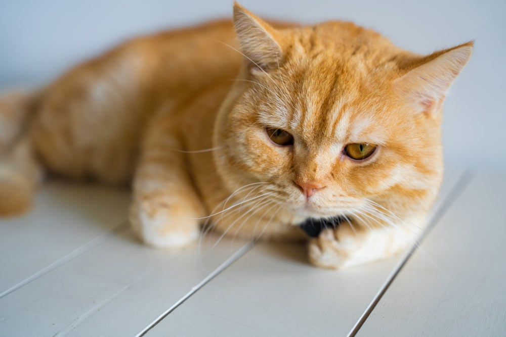 Feline Herpesvirus (FHV‑1): Vet Guide 2025 🐱🩺💉