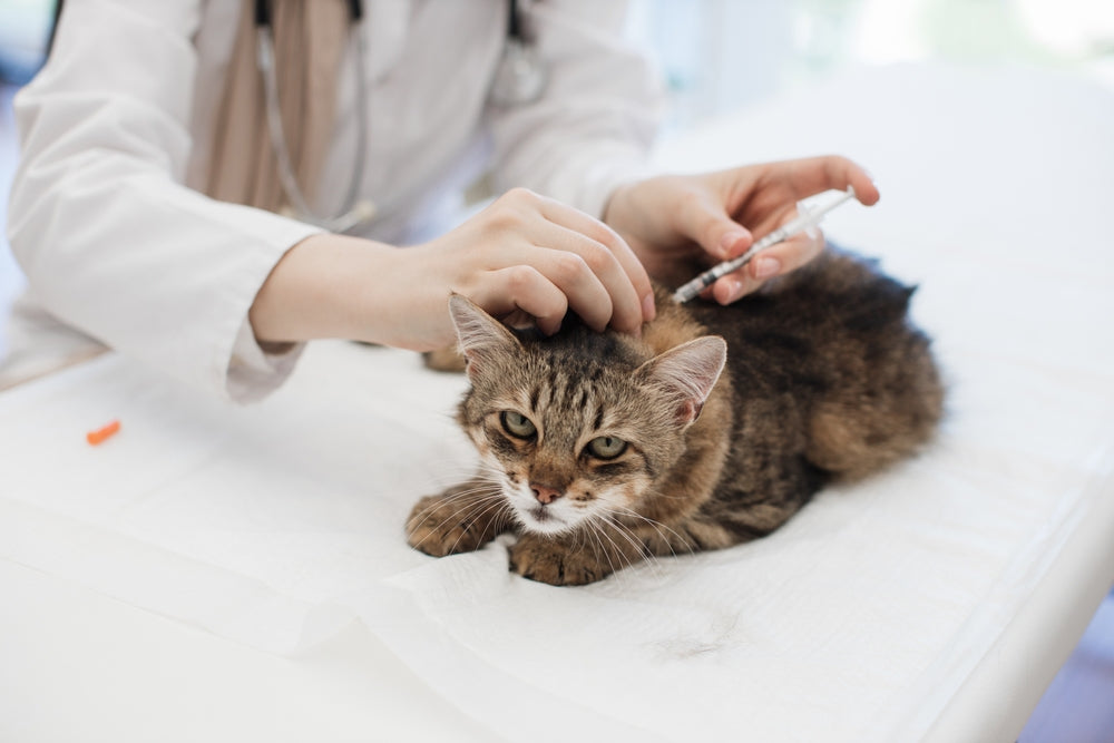 Feline Hiatal Hernia: Vet Guide 2025 🐱🩺⚠️