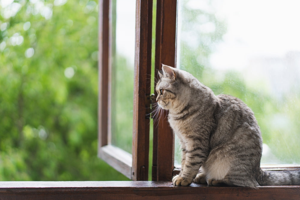 Feline High‑Rise Syndrome: Vet Guide 2025 🐱🏙️💥