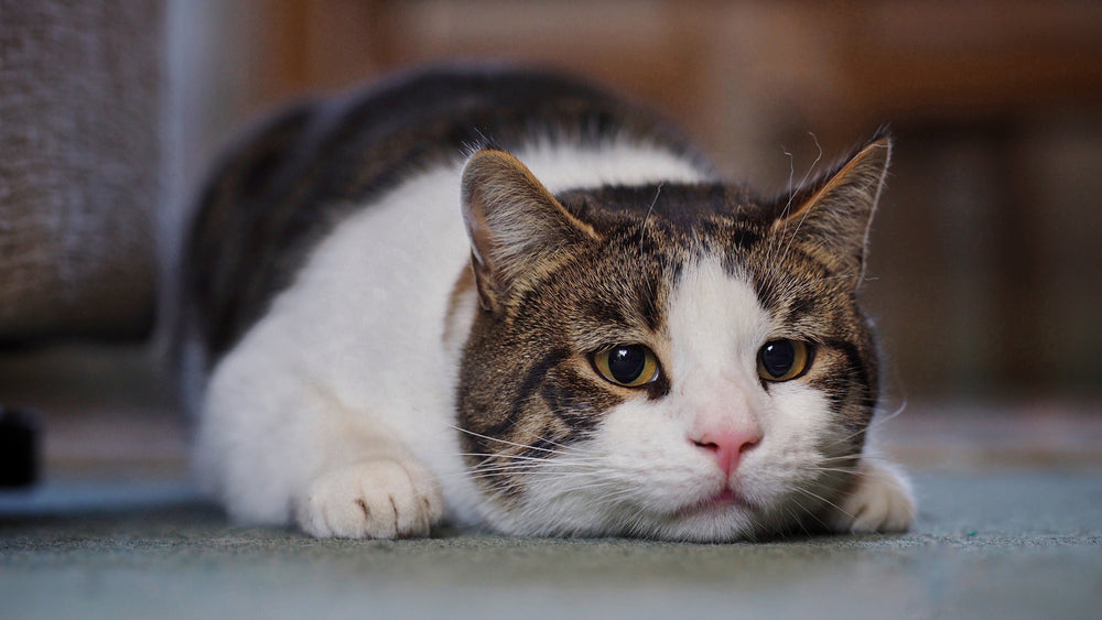 Feline Hip Dysplasia: Vet Guide 2025 🐱🦴
