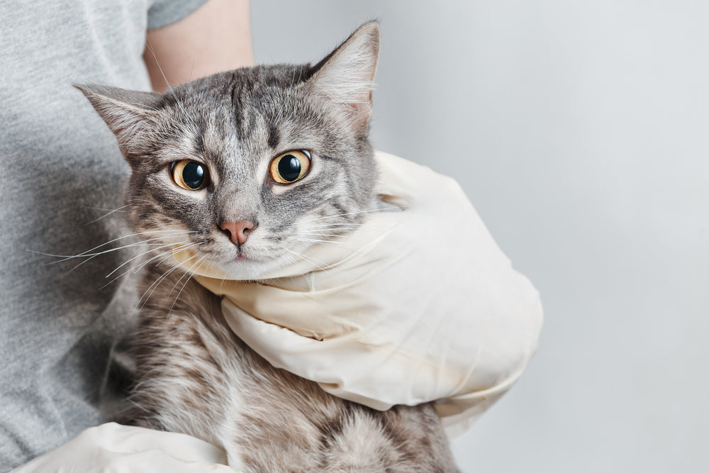 Feline Hookworm Infection: Vet Guide 2025 🐱🩺🪱