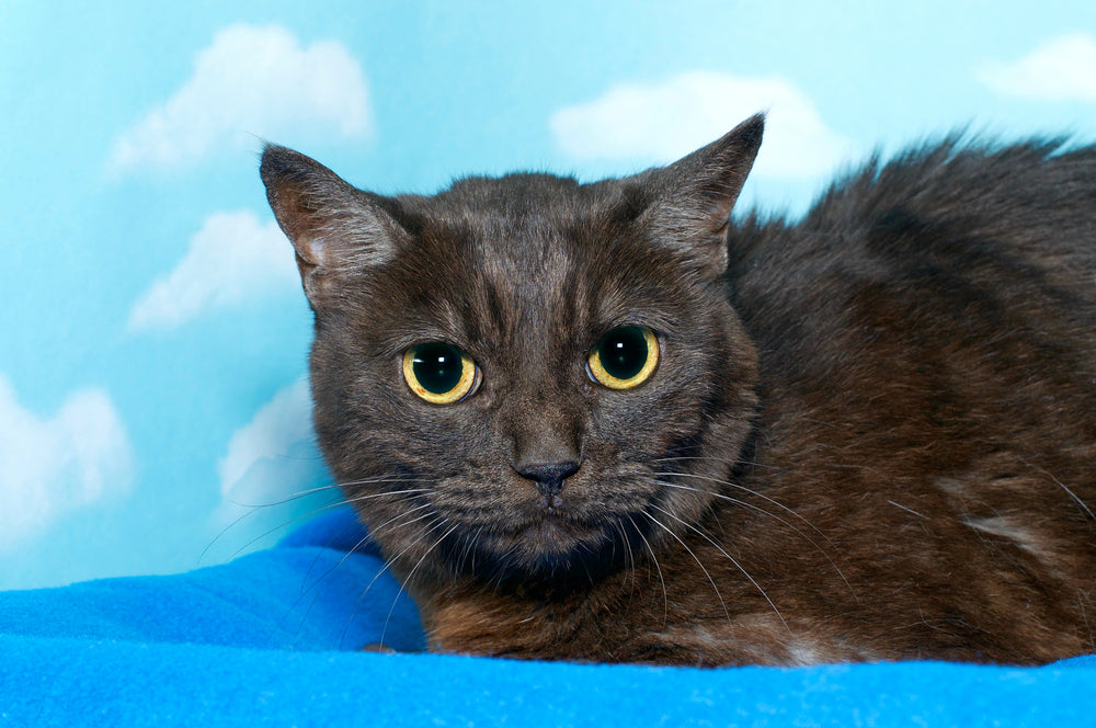 Feline Hyperesthesia Syndrome (FHS): A 2025 Veterinary Guide to Causes, Symptoms & Treatment 🐱⚡