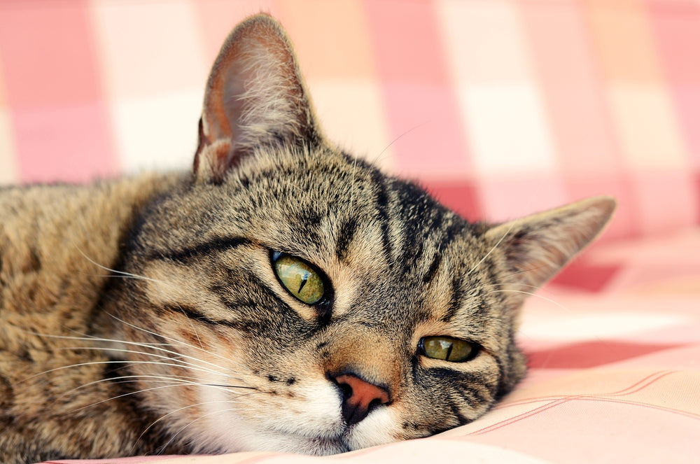 Feline Hyperglycemia & Diabetes Mellitus: Vet Guide 2025 🐱🩺📈