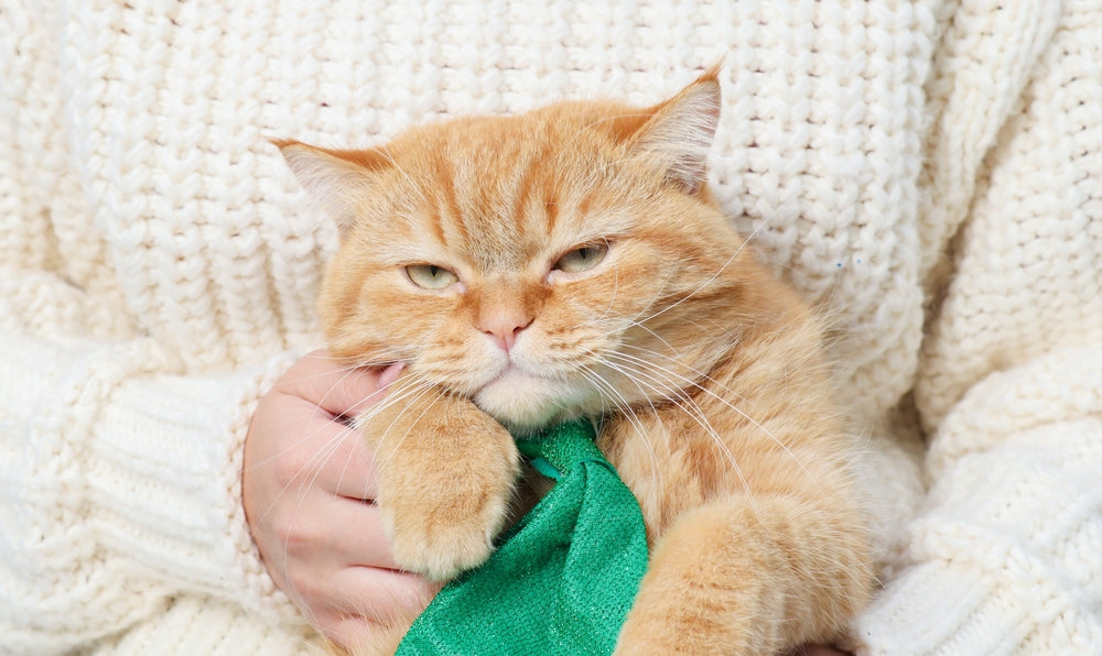 Feline Hyperphosphatemia: Vet Guide 2025 🐱🩺⚖️