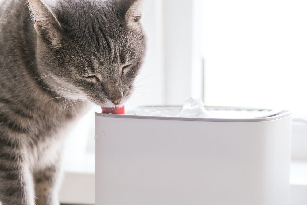 Feline Hyperthyroidism: Vet Insights & 2025 Guide 🐱🧠