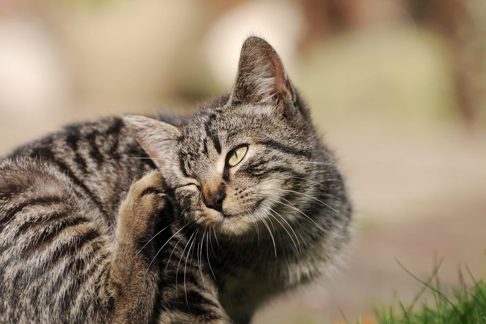 Feline Idiopathic Seborrhea: Vet Guide 🐱✨ 2025