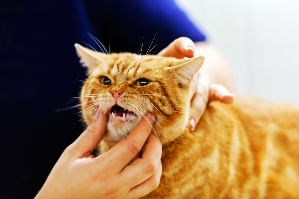 Feline Infectious Anaemia: Haemoplasma Signs, Diagnosis and Treatment