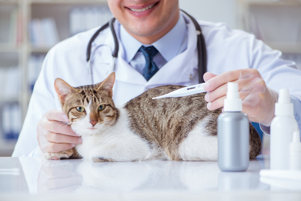 Feline Infective Endocarditis: Vet Guide 2025 🐱🩺🦠