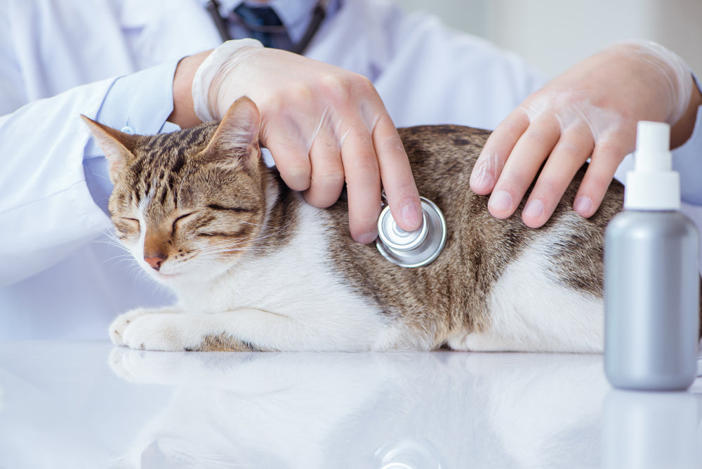 Feline Left Bundle Branch Block: Vet Guide 2025 🐱⚡💓