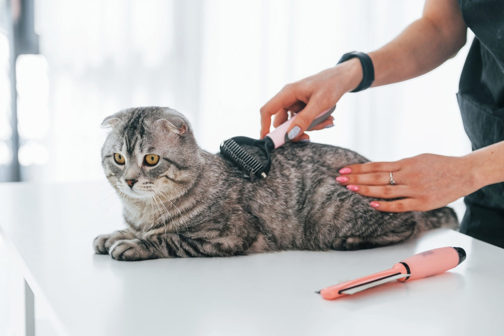 Feline Lice (Pediculosis) Care: Vet Guide 2025 🐾🩺