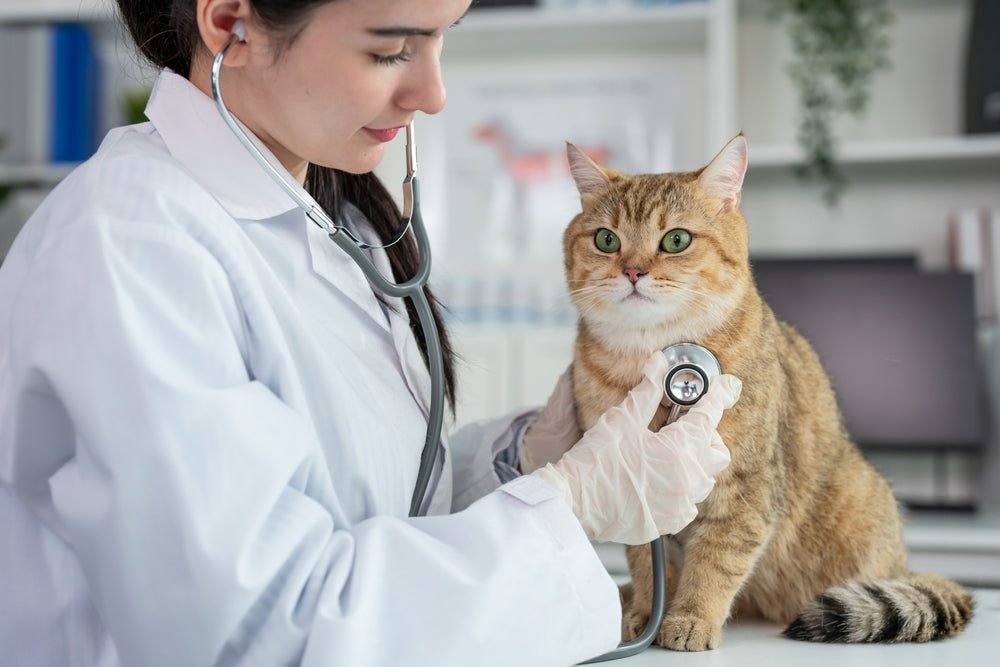 Feline Myocardial Tumors: Vet Guide 2025 🐱🎗️🏥