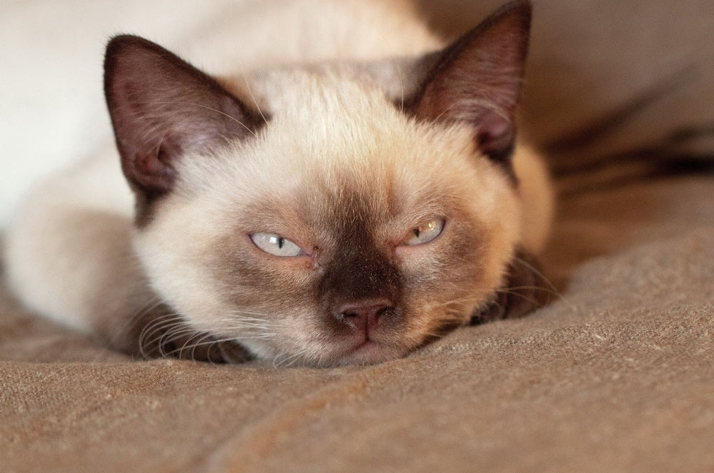 Feline Myocarditis (Heart Inflammation): Vet Guide 2025 🐱🩺🔥