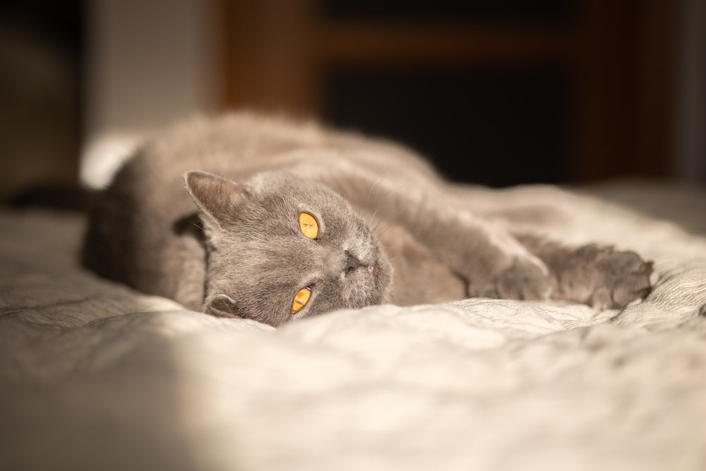 Feline Pericarditis & Pericardial Effusion: Vet Guide 2025 🐱❤️💧