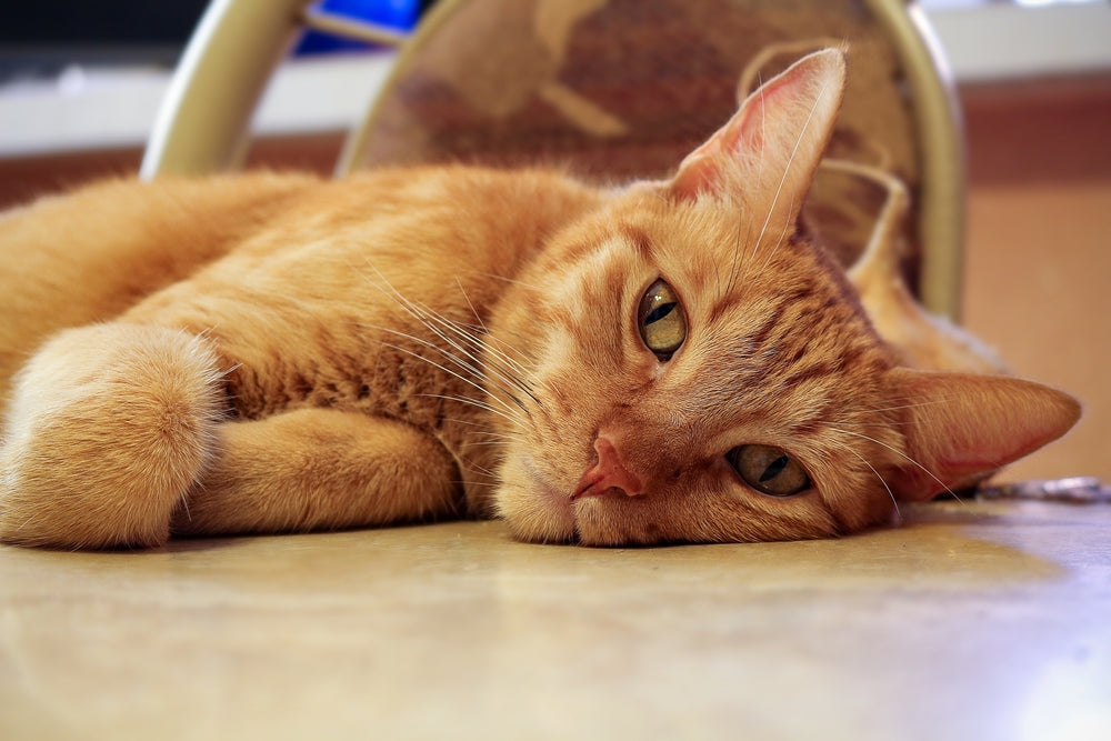 Feline Portal Hypertension: Vet Guide 2025 🐱🩺💥