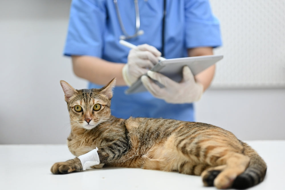 Feline Pulmonary Contusions: Vet Guide 2025 🐱💥
