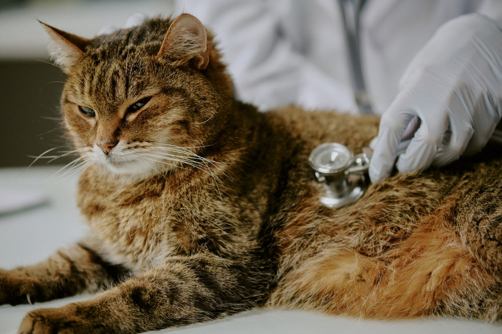 Feline Pulmonary Hypertension: Vet Guide 2025 🐱🫁📈