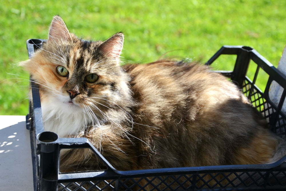 Feline Pyruvate Kinase Deficiency: Vet Guide 2025 🔬🐾