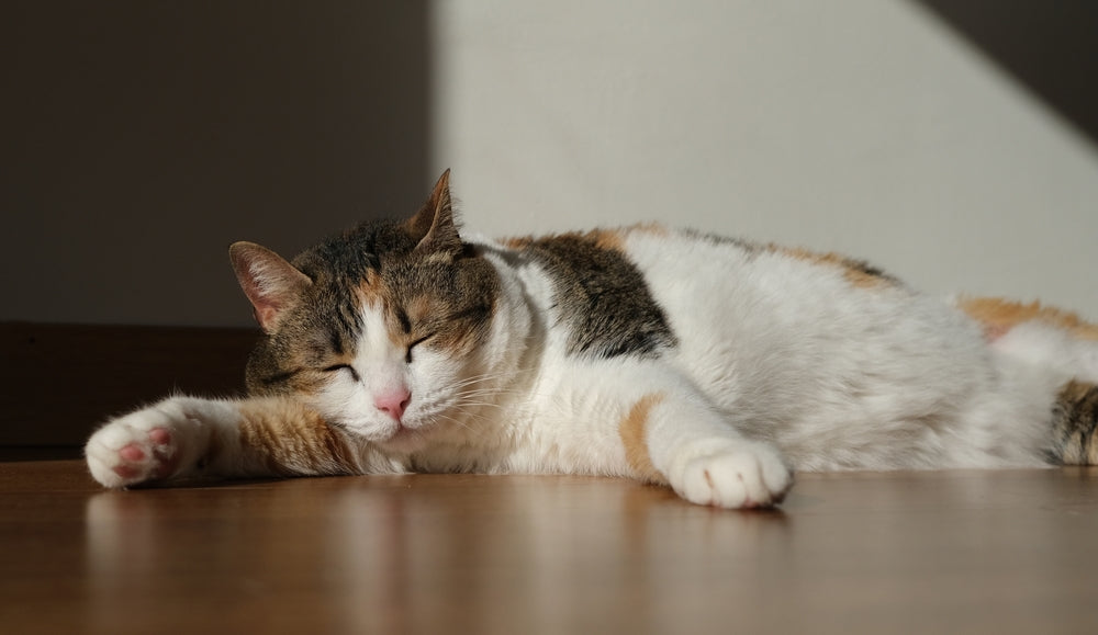 Feline Restrictive Cardiomyopathy: Vet Guide 2025 🐱💔📏