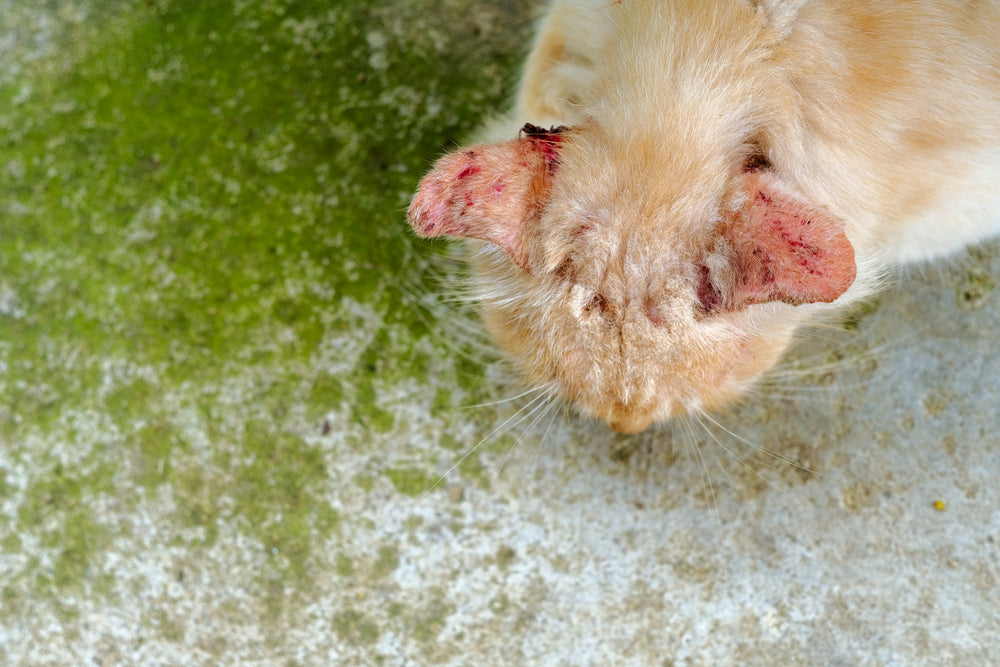 Feline Scabies (Notoedric Mange): Symptoms and Treatment