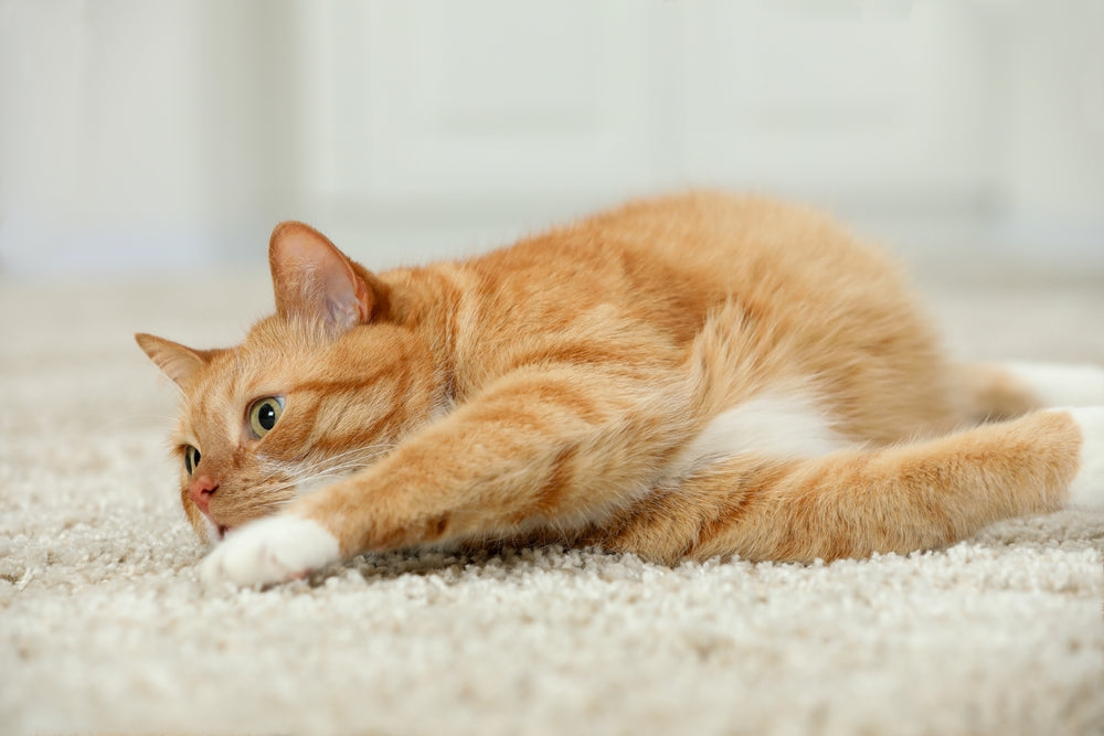 Feline Sick Sinus Syndrome: Vet Guide 2025 🐱💓🩺