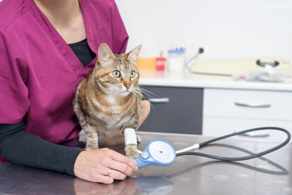 Feline Systemic Hypertension: Vet Guide 2025 🐱🩺📈