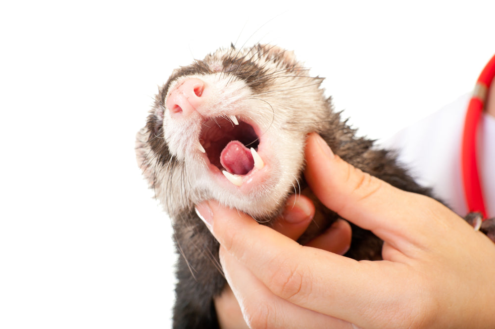Ferret Gingivitis and Periodontal Disease: Signs and Treatment