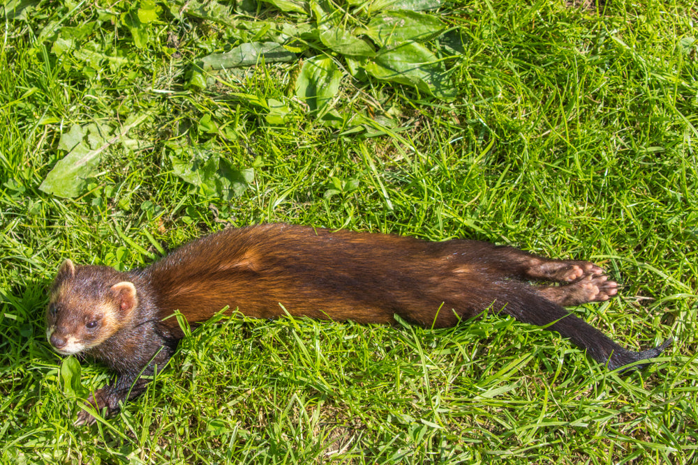 Ferret Hind Leg Weakness and Paralysis: What to Do