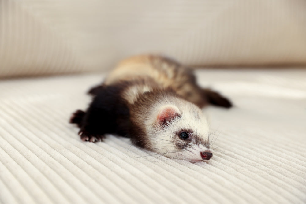 Ferret Hypersplenism: When an Enlarged Spleen Is a Concern