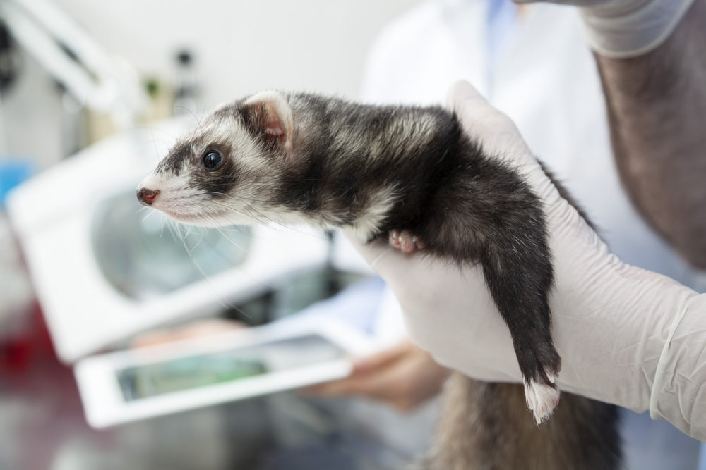 Ferret IBD: Lymphoplasmacytic Enteritis, Diagnosis and Care