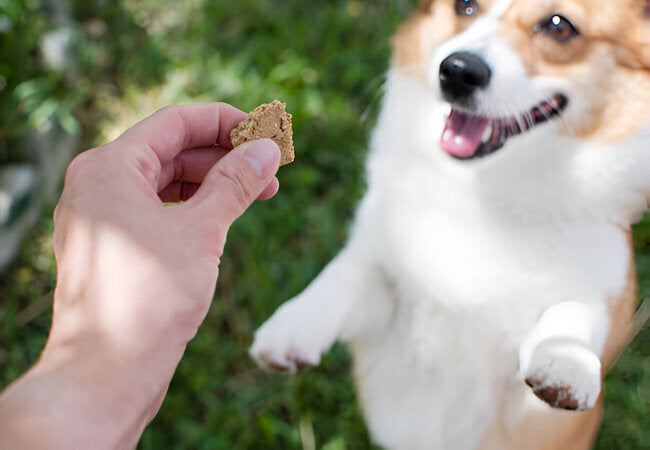 How to Choose Training Rewards Your Dog Actually Values