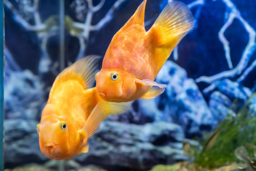 Do Fish Learn and Remember? What Aquarium Keepers Should Know