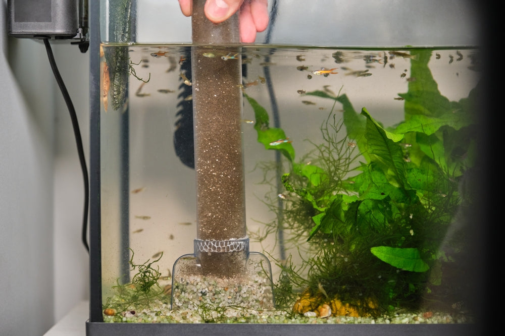 Fish Care: Aquarium Setup and Daily Routines