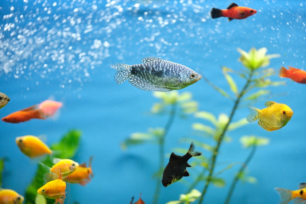 Fish Digestive Disorders: Vet Guide 2025 🐟🩺