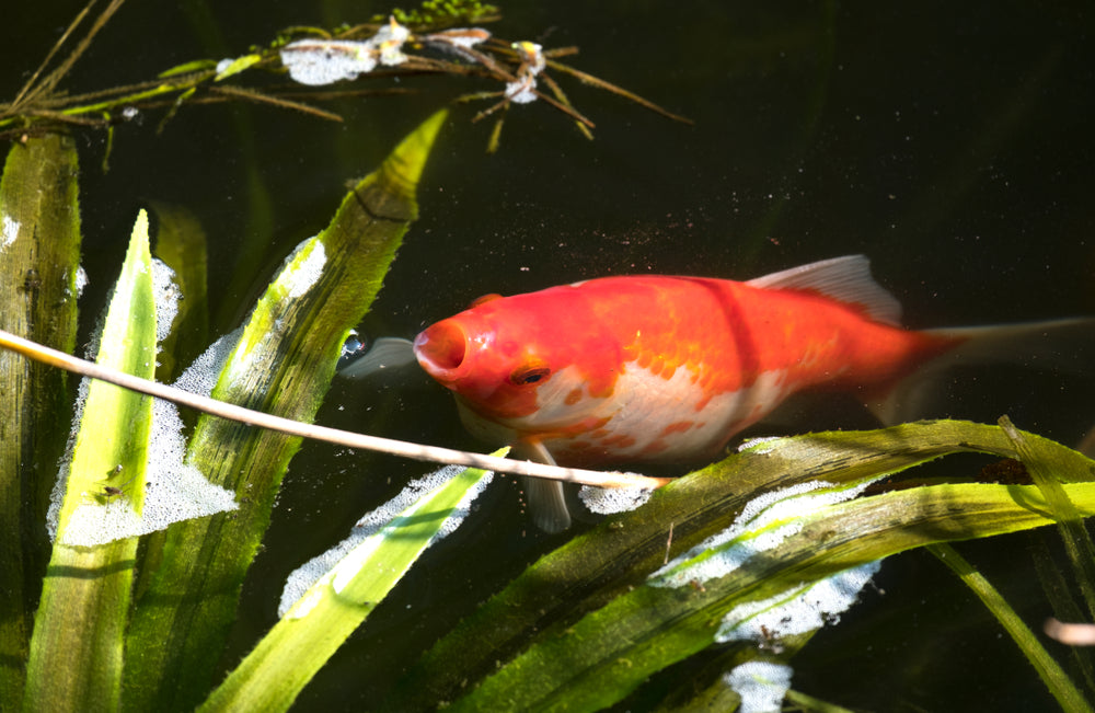 Fish Emergencies: Vet Action Guide 2025 🐟🚨