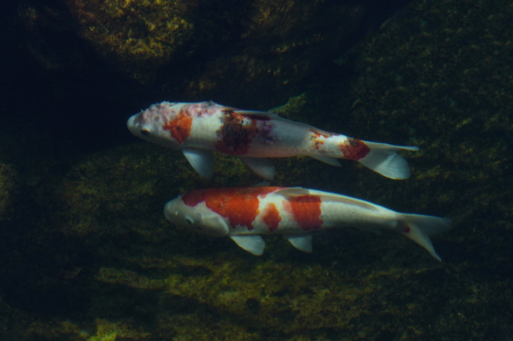 Fish Herpesvirus Infections: Vet Guide 2025 🐟🩺