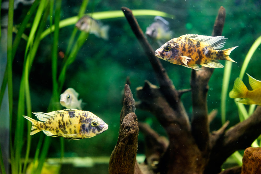 Fish Lice & Leeches: Vet Guide 2025 🐟🩺