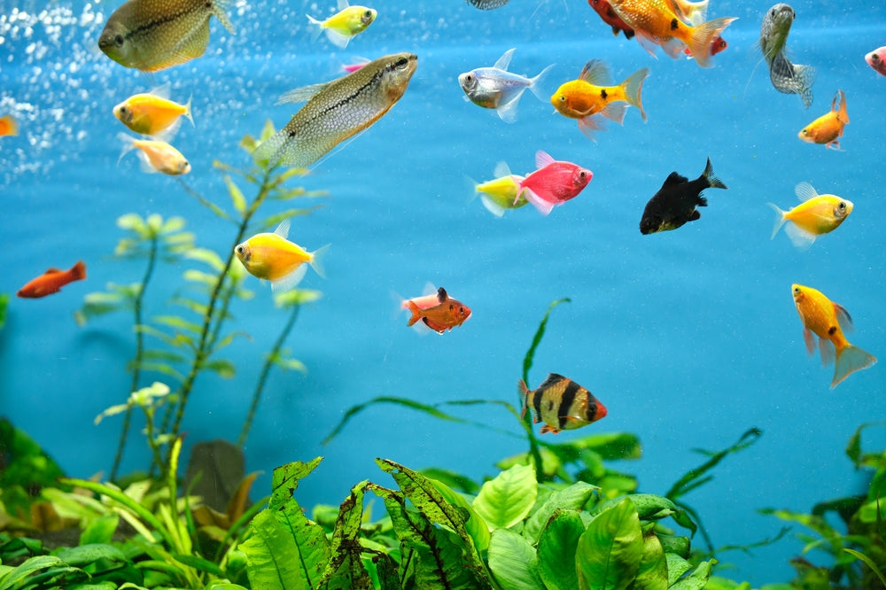 Fish Metabolism Explained: Vet Guide 2025 🐟🩺