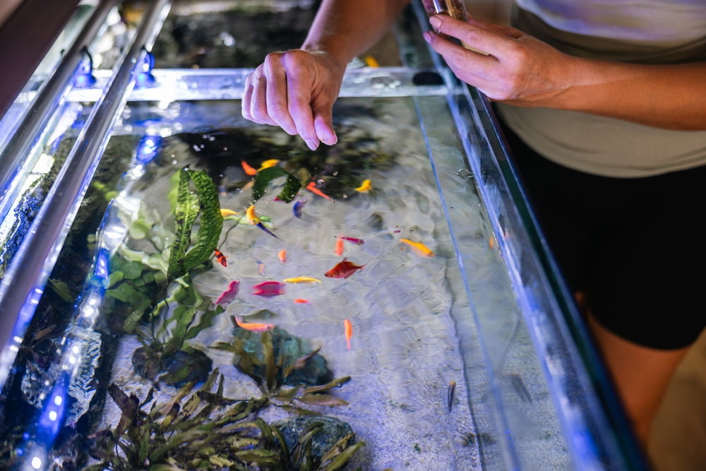 Fish Nutritional Disorders: Vet Guide 2025 🐟🩺