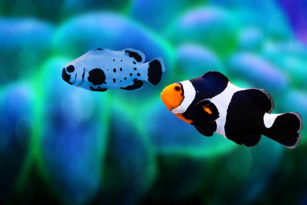 Fish Osmoregulation: Vet Guide 2025 🐟🩺