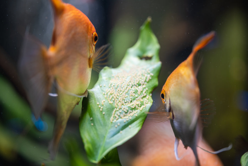 Fish Reproduction: Vet Guide 2025 🐟🩺