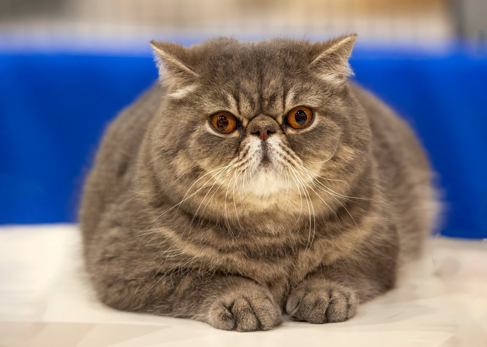 Flat-Faced Cats: Health Risks, Daily Care and Warning Signs